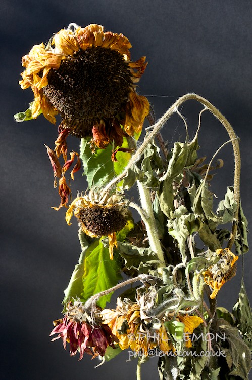 Dying sunflowers, Phil Lemon