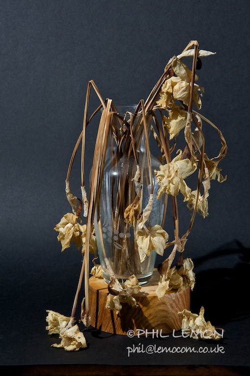 Dying daffodils in a vase, Phil Lemon