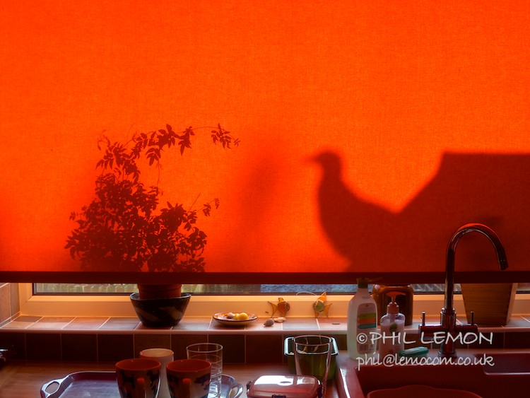 Red window blind with bird shadow, Phil Lemon