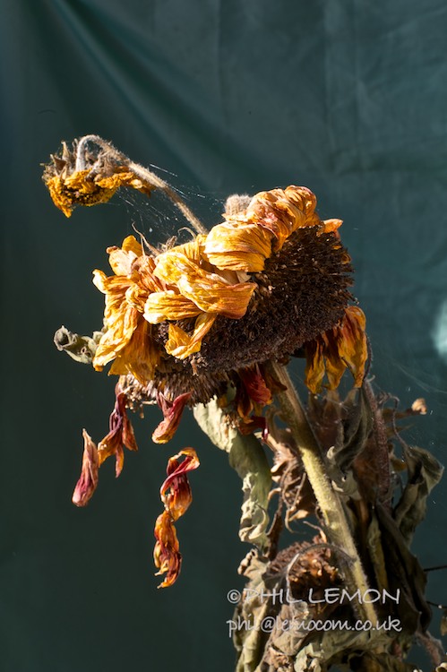 Dying sunflowers, Phil Lemon