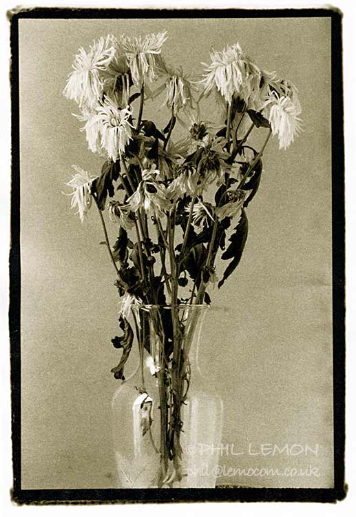 Dying daffodils in a vase, lith print, Phil Lemon