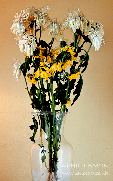 Dying daffodils in a vase, Phil Lemon