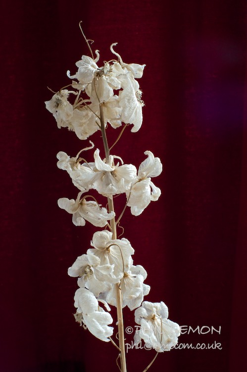 Dying flowers, Phil Lemon