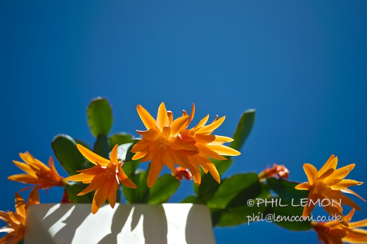 Christmas cactus, Phil Lemon