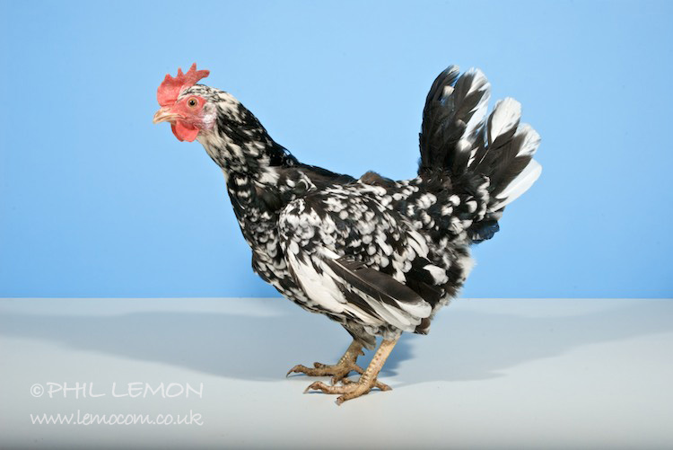 Chicken 1, Phil Lemon