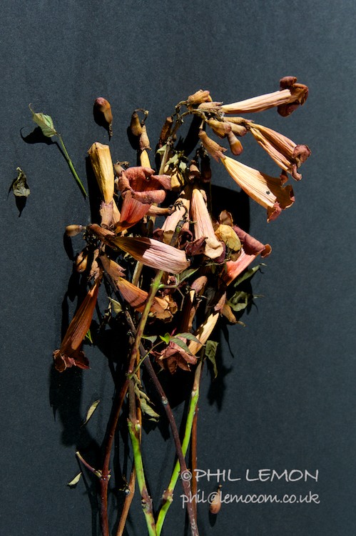 Dying flowers, Phil Lemon