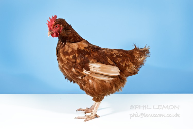Chicken 2, Phil Lemon
