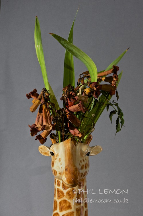 Dying flowers in a giraffe shaped vase, Phil Lemon