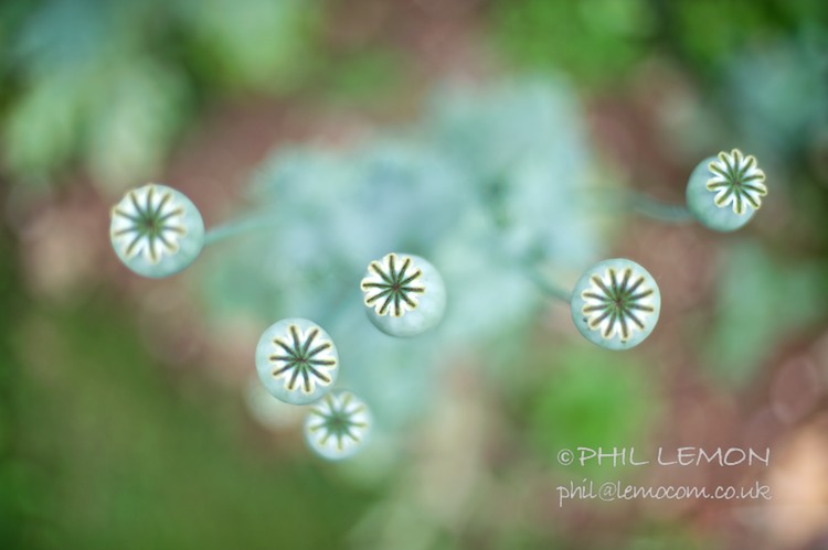Poppy seed pods, Phil Lemon
