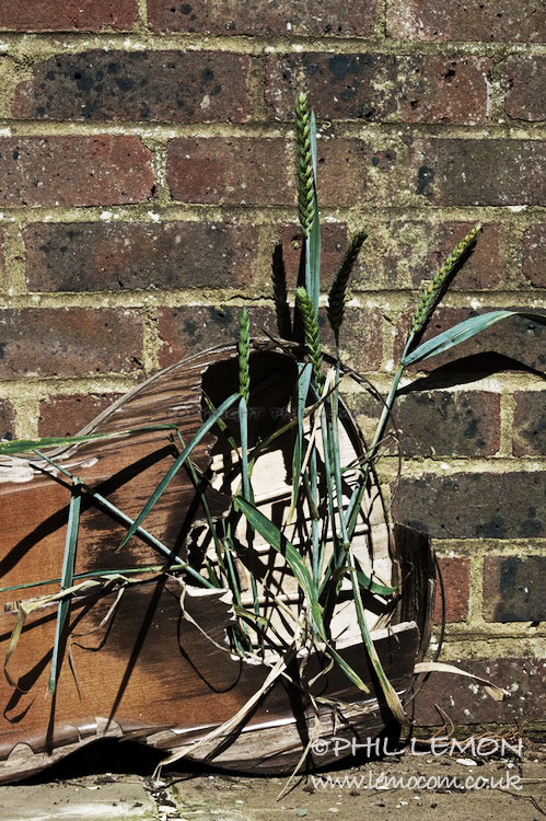 Ruined acoustic guitar with corn growing, Phil Lemon