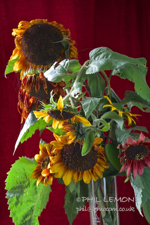 Dying sunflowers, Phil Lemon