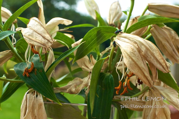 Dying lilies, Phil Lemon