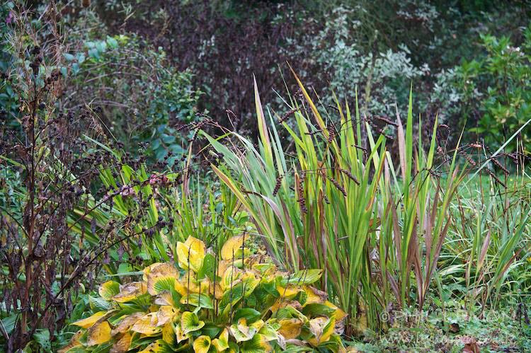 Wild foliage, Suffolk, Phil Lemon