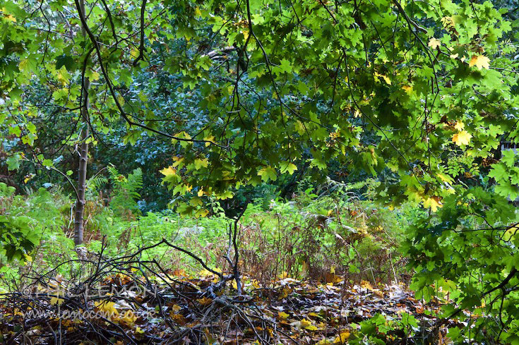 Wild foliage, Suffolk, Phil Lemon