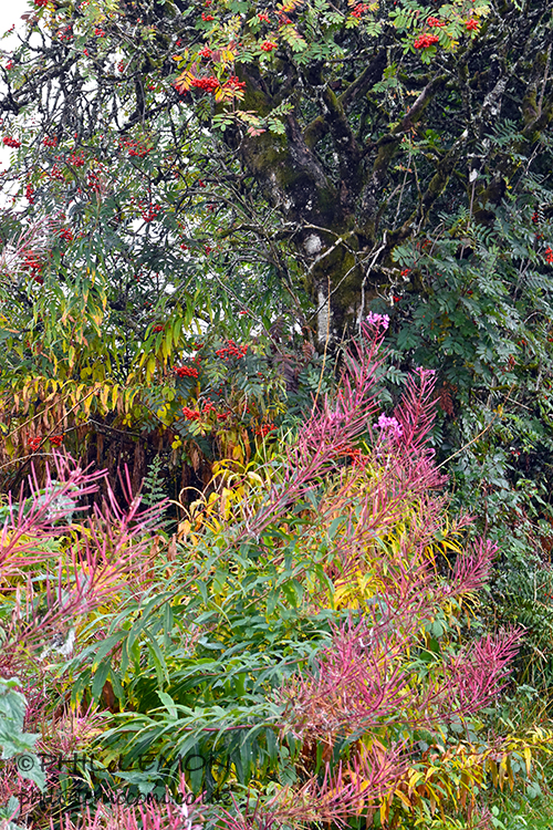 Wild flowers, Brecon Beacons, Phil Lemon