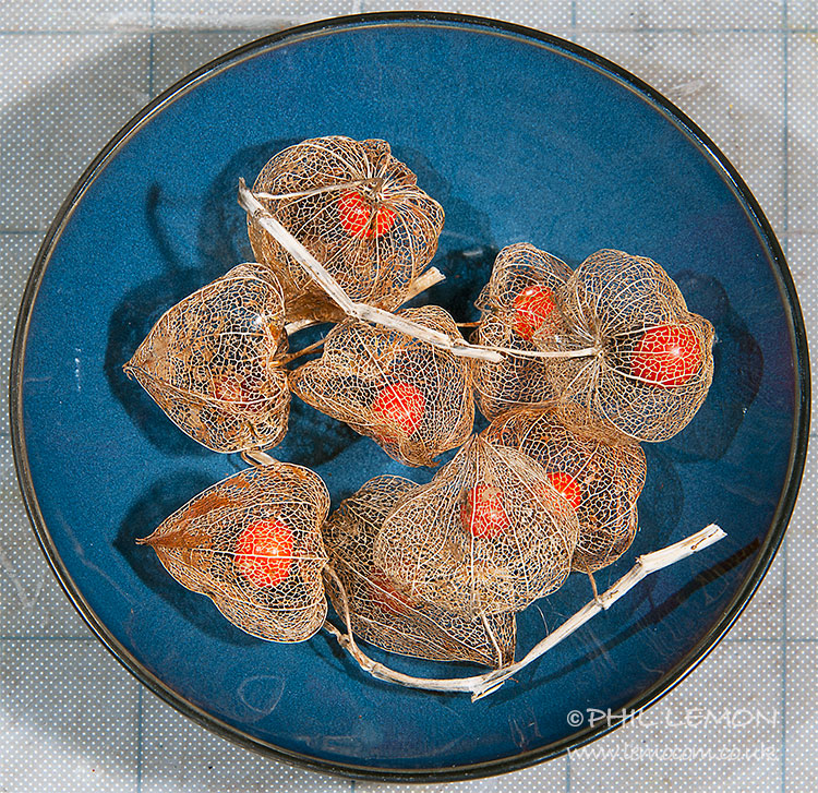 Seed pods in a bowl, Phil Lemon