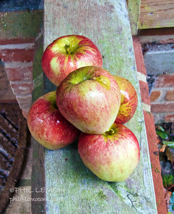 Five apples, Phil Lemon