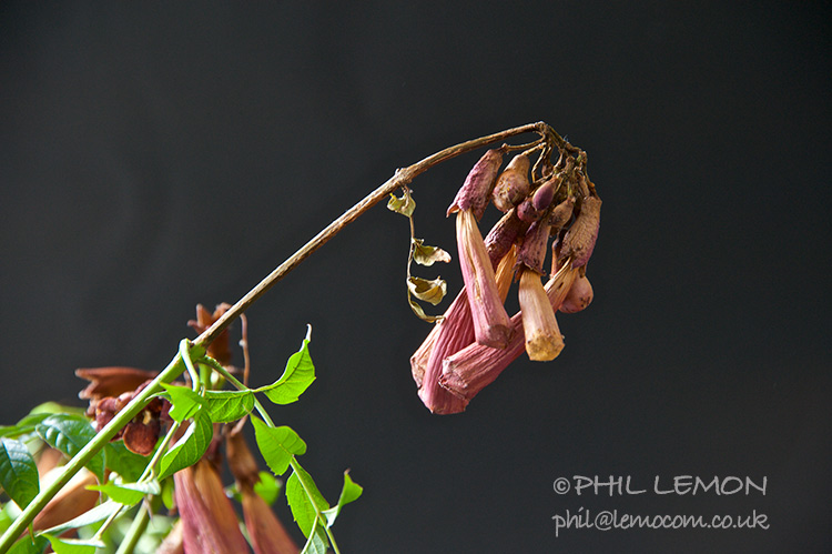 Dying flowers, Phil Lemon