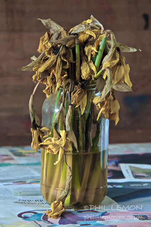 Dying daffodils, Phil Lemon