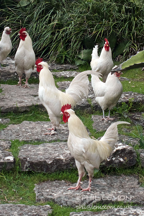 White chickens, Phil Lemon