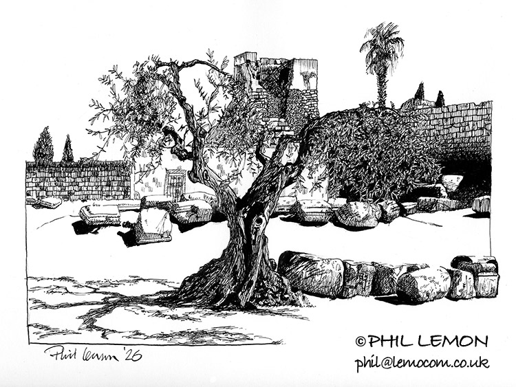 Olive tree, Merida, Spain, Phil Lemon